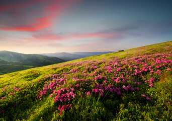 Obraz premium Mountain landscape in summertime during sundown. Blossoming alpine meadows. Flowers on the mountain field. Travel and hiking. Landscape - image