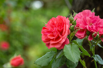 Beautiful pink roses against background of blurred garden greenery. Lyric motif for design. Space for text