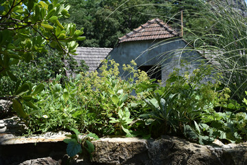 Naturgarten vor alten Gebäuden, wilder Garten für Gartenmagazin, Hintergrund fürs Gärtnern, Gartenschulung, natürlich gärtnern