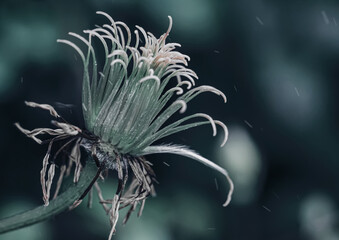faded bud of clematis