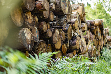 woodlog stack in the forest