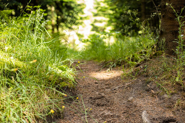 forest pathway fairydream