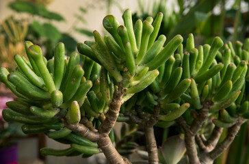 Gardening. Succulent plants. Closeup of a Crassula ovata Gollum, also known as Spoon Jade, green finger shaped leaves.