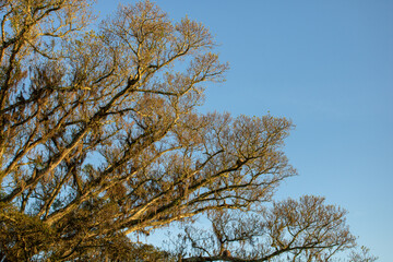 copa de arvore sem folhas contra cel azul