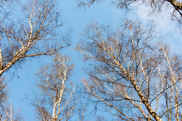 Pine trees silhouette view from below into the sky. Trees against the sky.