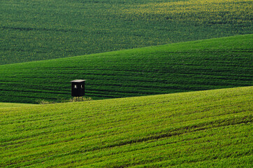Green grass field background
