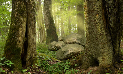 Forest landscape with old trees, rocks, stones, mist