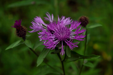 Medicinal herb burdock Arctium lappa, blooming violet flowers. soft background