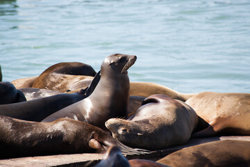 Sea Lions on a wooden Dock