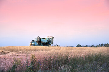 Naklejka premium Retro harvester working in the field against the background of the sunset purple sky. Harvest, landscape of the countryside. Concept of agriculture and natural beauty.