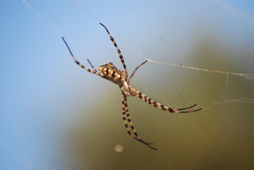 Orb Weaver Spider on Web