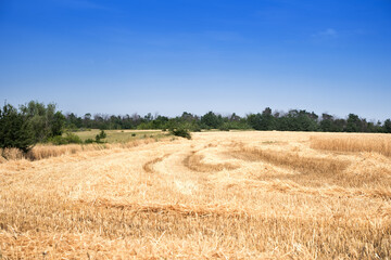 A Golden wheat field with a clear blue sky in a rural meadow area. The concept of the natural beauty of crop maturation.