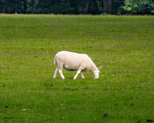 Obraz na płótnie Canvas white sheep in a field