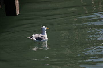 Seagull swimming in ocean water