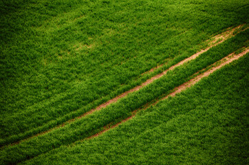 Fototapeta na wymiar Green grass field background