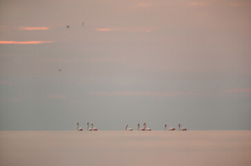 Greater Flamingos in the morning hours, Asker coast, Bahrain