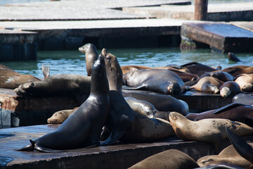 Fototapeta premium Sea Lions on a wooden Dock