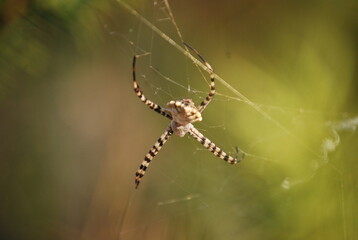 Orb Weaver Spider on Web