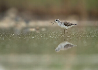 Marsh Sandpiper calling, Bahrain