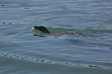 Fototapeta premium Sea Lion swimming in the Ocean
