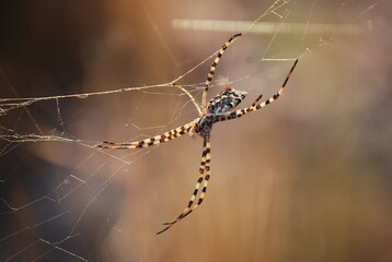 Orb Weaver Spider on Web