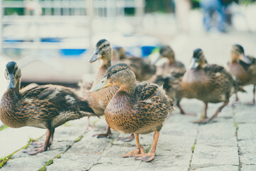 duck and ducklings in the park