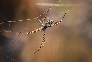 Orb Weaver Spider on Web