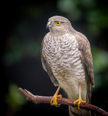 A close up photo of a Sparrowhawk on a branch 