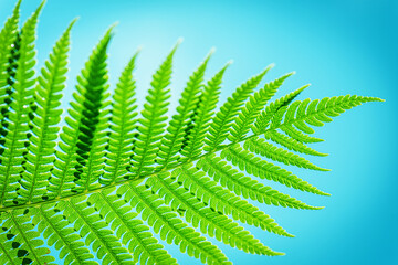 Green leaf blue background. Symbol Wildlife.