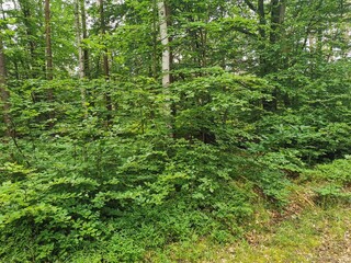 Green plants in the forest during the summertime in Germany