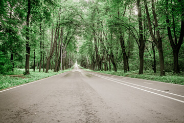 Deserted road in the park
