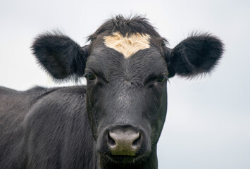 A close up photo of a black and white cow 