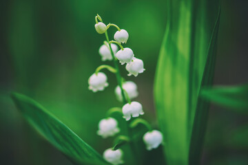 Lily of the valley
