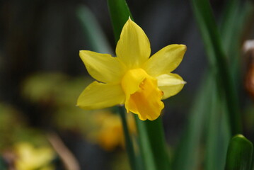 yellow daffodil 