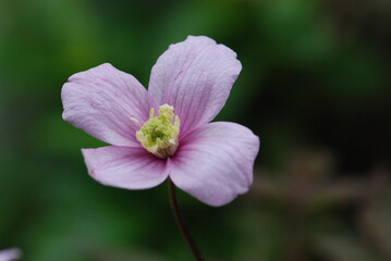 close up of a pink flower
