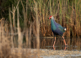 Grey-headed Swamphen at Asker marsh, Bahrain