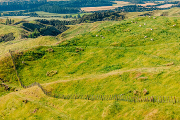 Naklejka premium Flock of sheep grazing on meadow