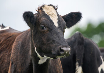 A close up photo of a black and white cow  © Stef Bennett