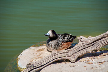 Water bird on a rock next to a branch