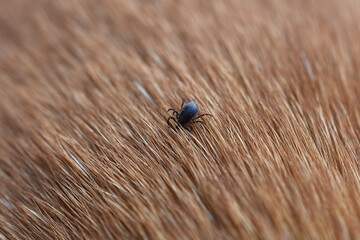 Zecke auf Hundefell, Zeck sucht Ort zum Anbeißen, Hundezecke auf Fellhaaren, Hundefell mit Zeckenbefall