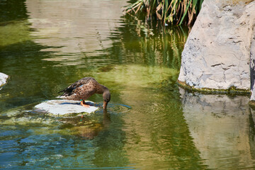 Duck on a rock drinking water