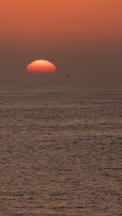 Sun on horizon at sunset over ocean with orange sky and bird in silhouette. vertical aspect ratio.