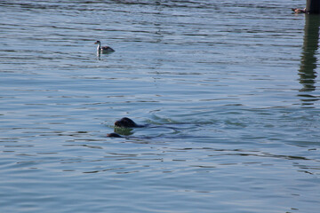 Sea Lion swimming in the Ocean