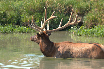 Massive Bull elk in a mountain stream