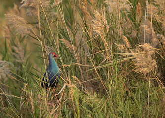 Grey-headed Swamphen, Bahrain