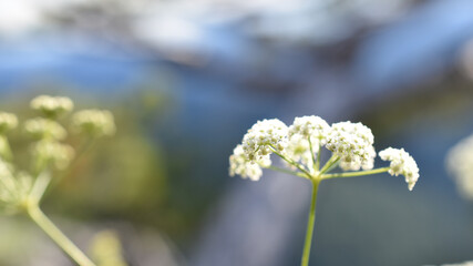 Weiß blühende Apiaceae, Doldenblütler vor grau und blauem Hintergrund, für natürliche Hochzeit, Feiern, Hintergrund für Natur und Nachhaltigkeit