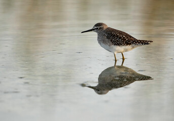 Closeup of Wood Sandpiper, Bahrain