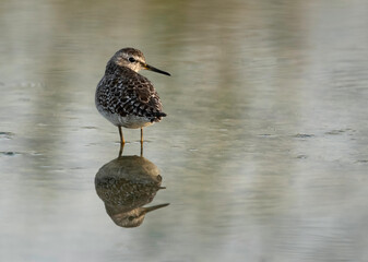 Wood Sandpipers turning back, Bahrain