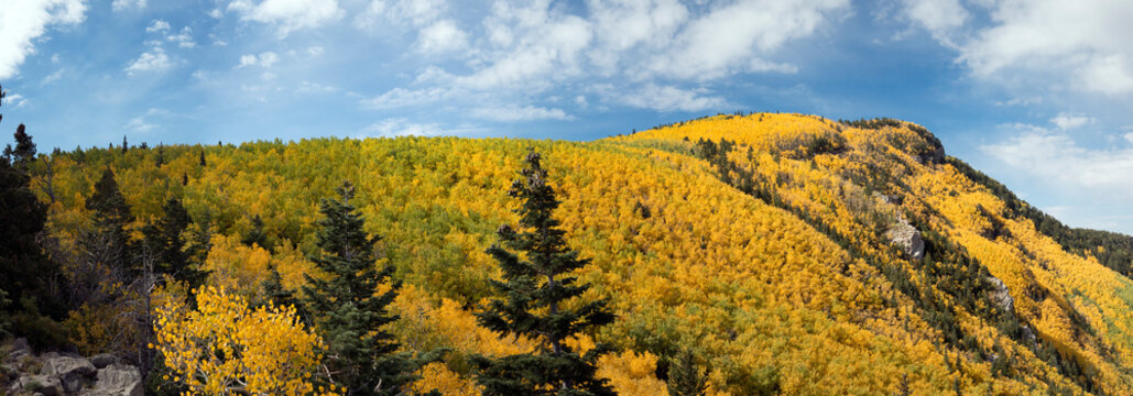 Mountaintop Aspen Grove in New Mexico Autumn
