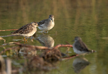 Wood Sandpipers selective focus, Bahrain